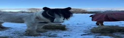 Irish Cob horses for sale: Summer project  - Advert 4