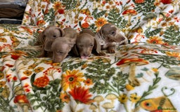Miniature Dachshund dogs for sale: 5 Miniature dachshund  - Image 10