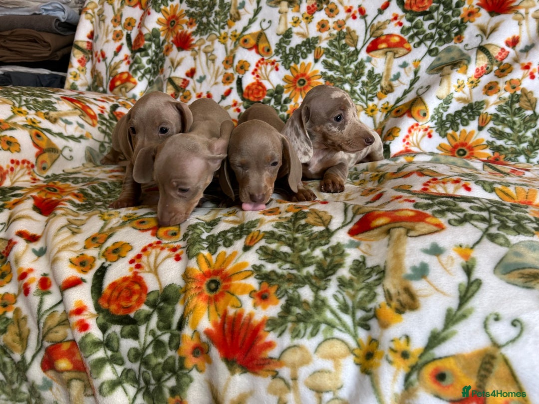 Miniature Dachshund dogs for sale: 5 Miniature dachshund  - Image 10