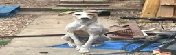 Saluki dogs for stud: Stud saluki  in Yeovil - Advert 4