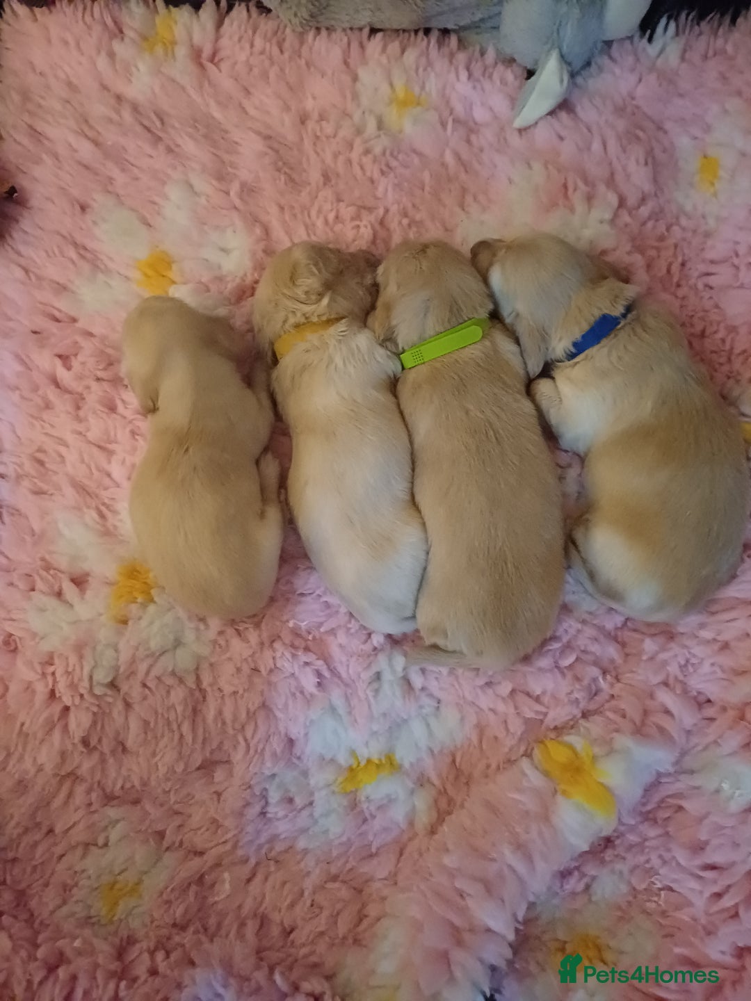 Miniature Dachshund dogs for sale: Fantastic pure English cream longhair dachshund  - Image 7