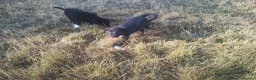 Border Collie dogs for sale: Traditional Border Collie Puppies - Advert 8