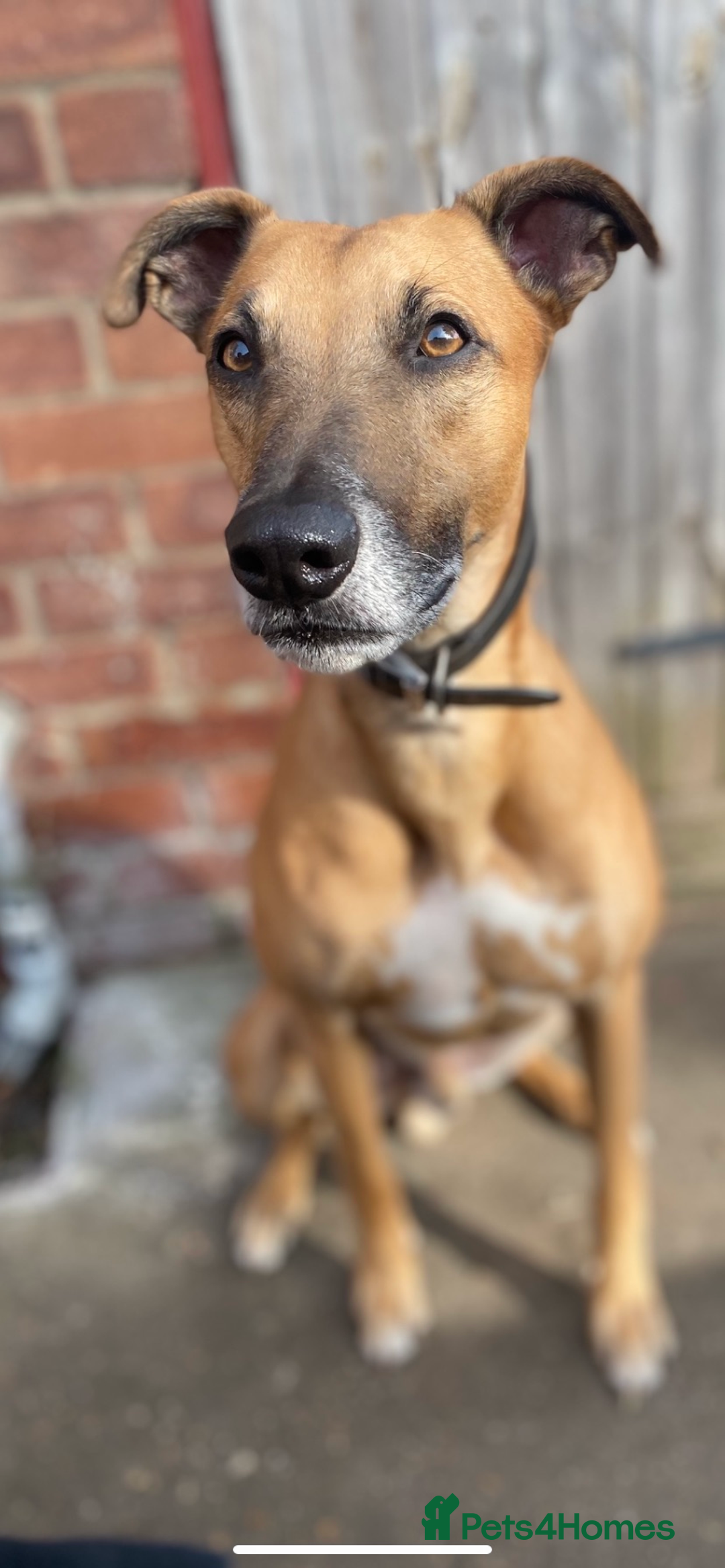 Greyhound dogs for sale: Bull greyhound for rehoming  - Advert 1