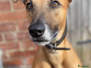 Greyhound dogs Bull greyhound for rehoming - Advert 2