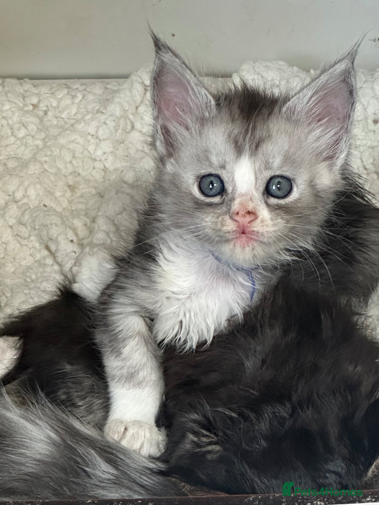 Maine Coon cats Gccf Mainecoon kittens  - Advert 4