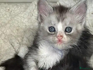 Maine Coon cats Gccf Mainecoon kittens - Advert 4