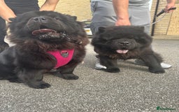 Chow Chow dogs for sale: Chow chow puppies. - Image 1