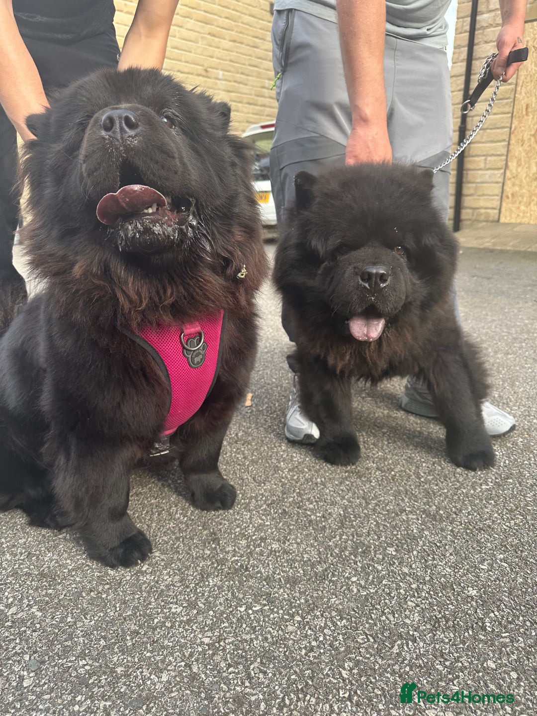 Chow Chow dogs for sale: Chow chow puppies. - Image 1