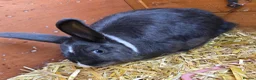 Mixed Breed rabbits for sale: Neutered Mixed Breed Rabbit 1 Year Old - Advert 6