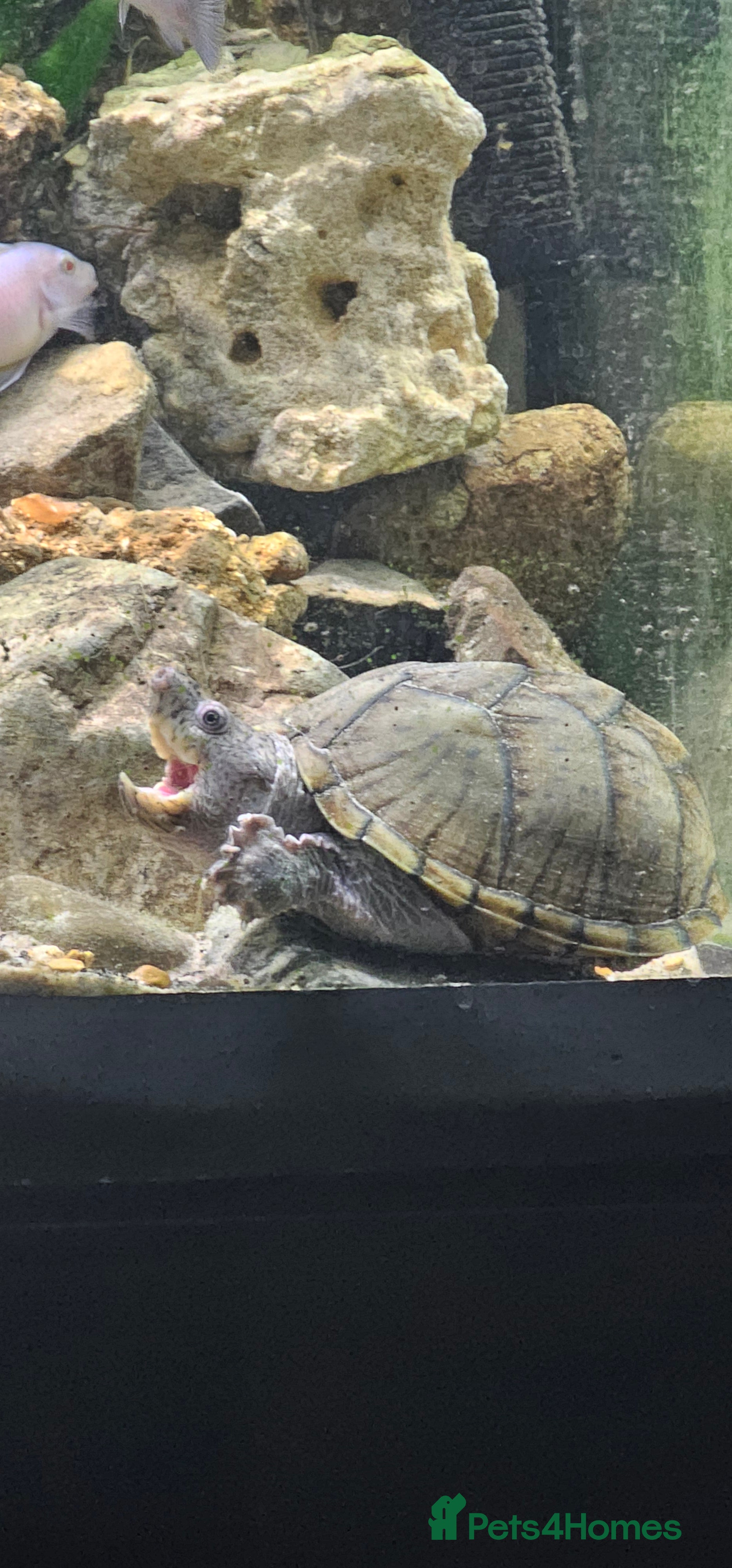 Turtle reptiles Razorback musk turtle  - Advert 1