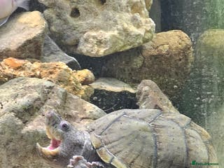 Turtle reptiles Razorback musk turtle - Advert 17