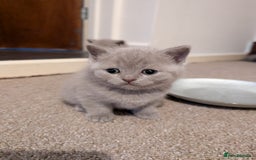 British Shorthair cats for sale: Two remaining British blue shorthair kittens  - Image 11
