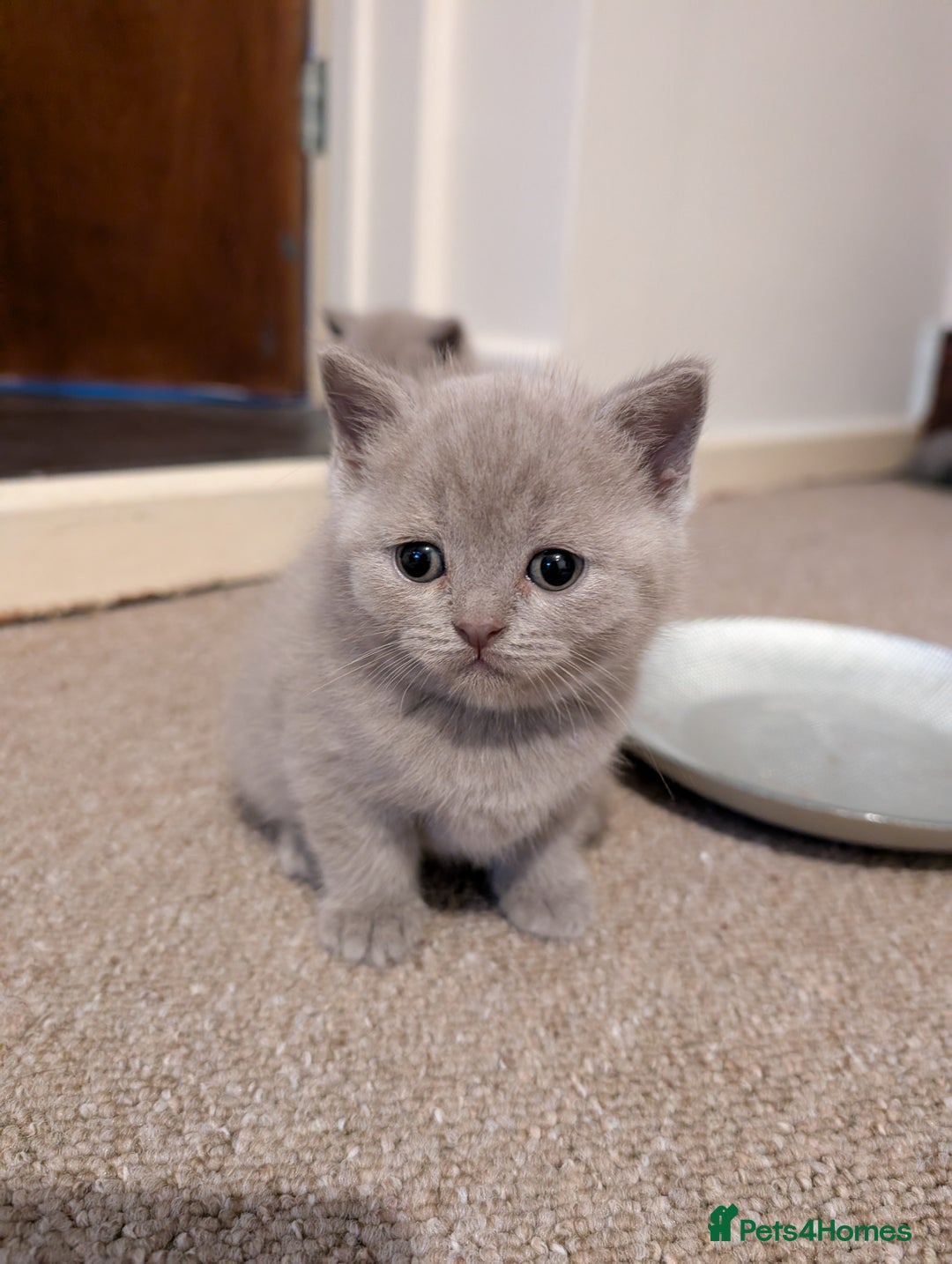 British Shorthair cats for sale: Two remaining British blue shorthair kittens  - Image 11