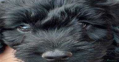 Cockapoo dogs - Advert 16