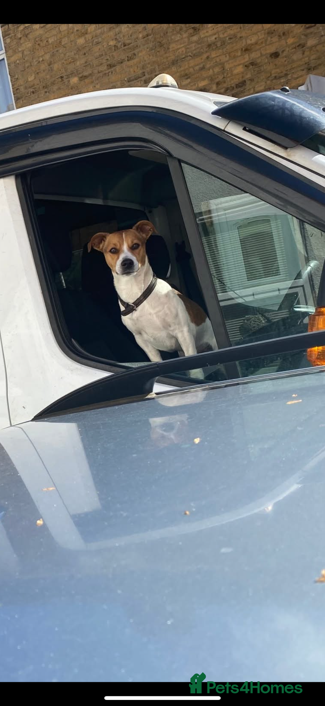 Jack Russell dogs for stud: Stunning jack Russel for stud  - Advert 2