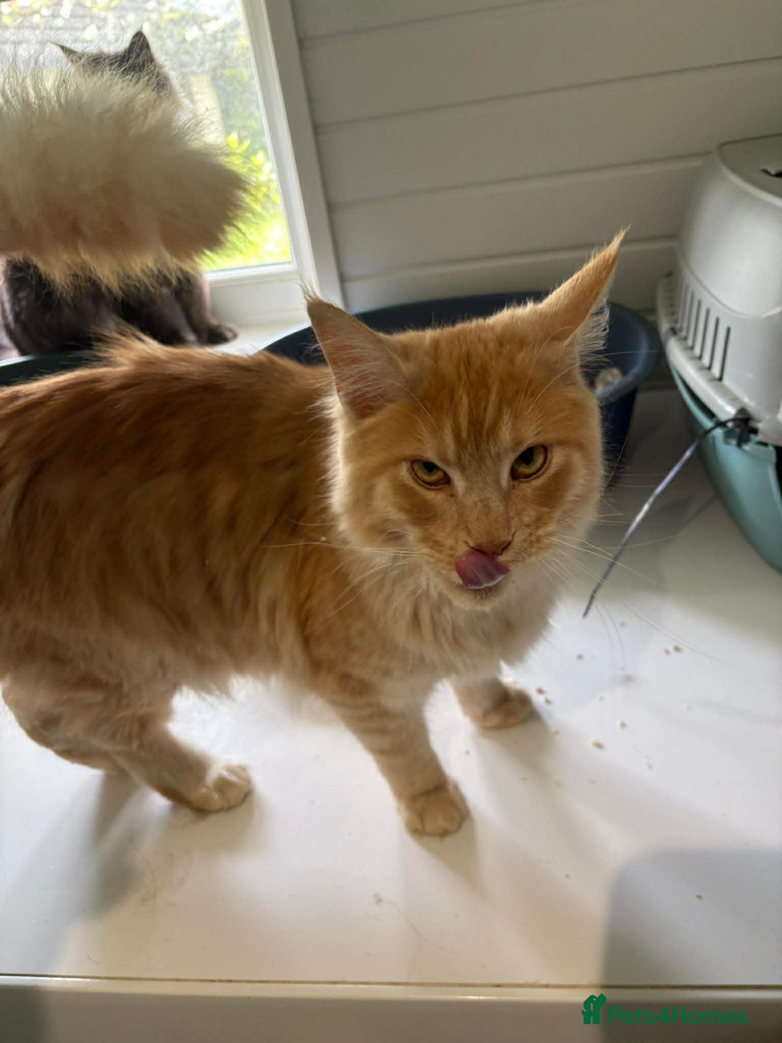 Maine Coon cats for sale: Big Mainecoon Male baby left  - Advert 3