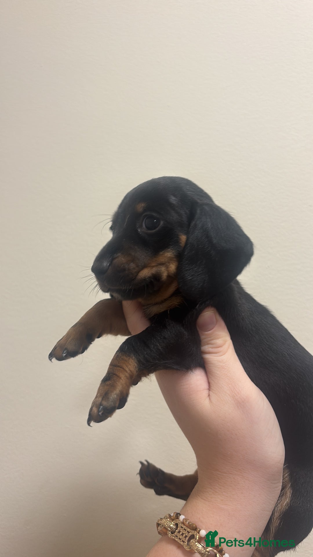 Miniature Dachshund dogs for sale: MINIATURE DACHSHUNDS - Advert 26
