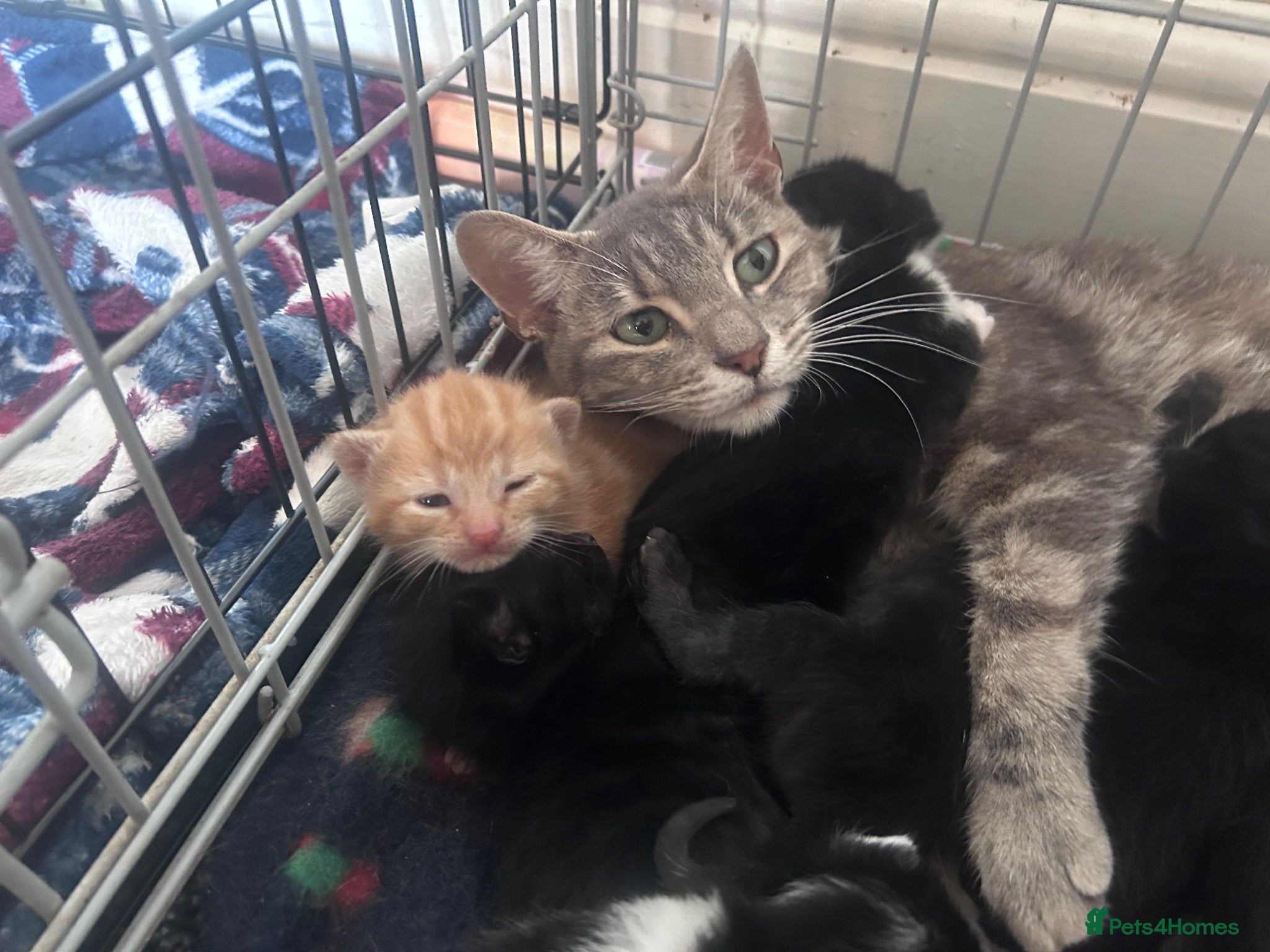 Mixed Breed cats 11 beautiful kittens for sale.  - Advert 7