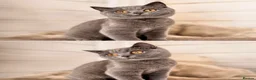 British Shorthair cats for sale: last 3 girls*TICA reg. British shorthair kittens - Advert 1