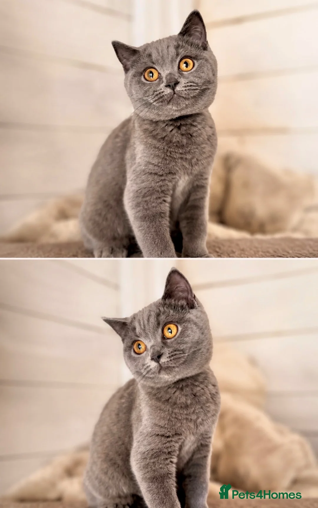 British Shorthair cats for sale: last 3 girls*TICA reg. British shorthair kittens - Advert 1