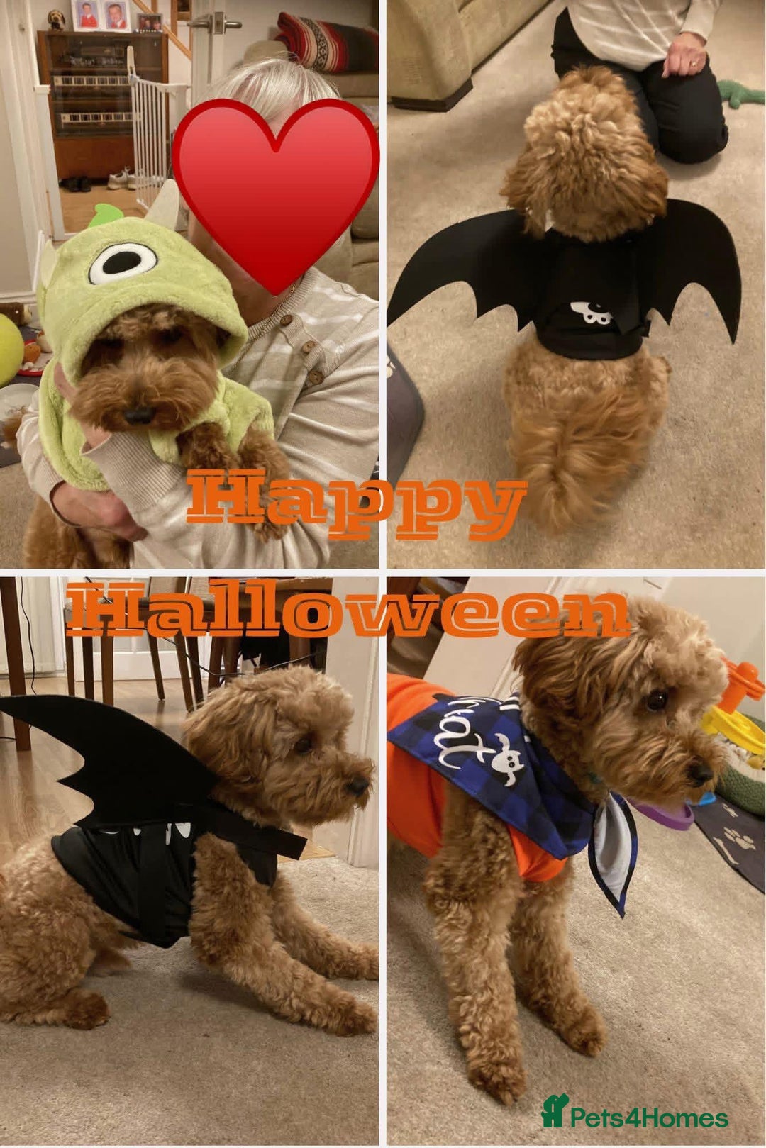 Cavapoo dogs for sale: F1b  waiting list now open for summer  2026  - Advert 7