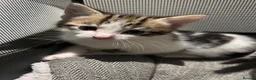 Mixed Breed cats for sale: Two gorgeous boy kittens ready to leave  - Advert 33