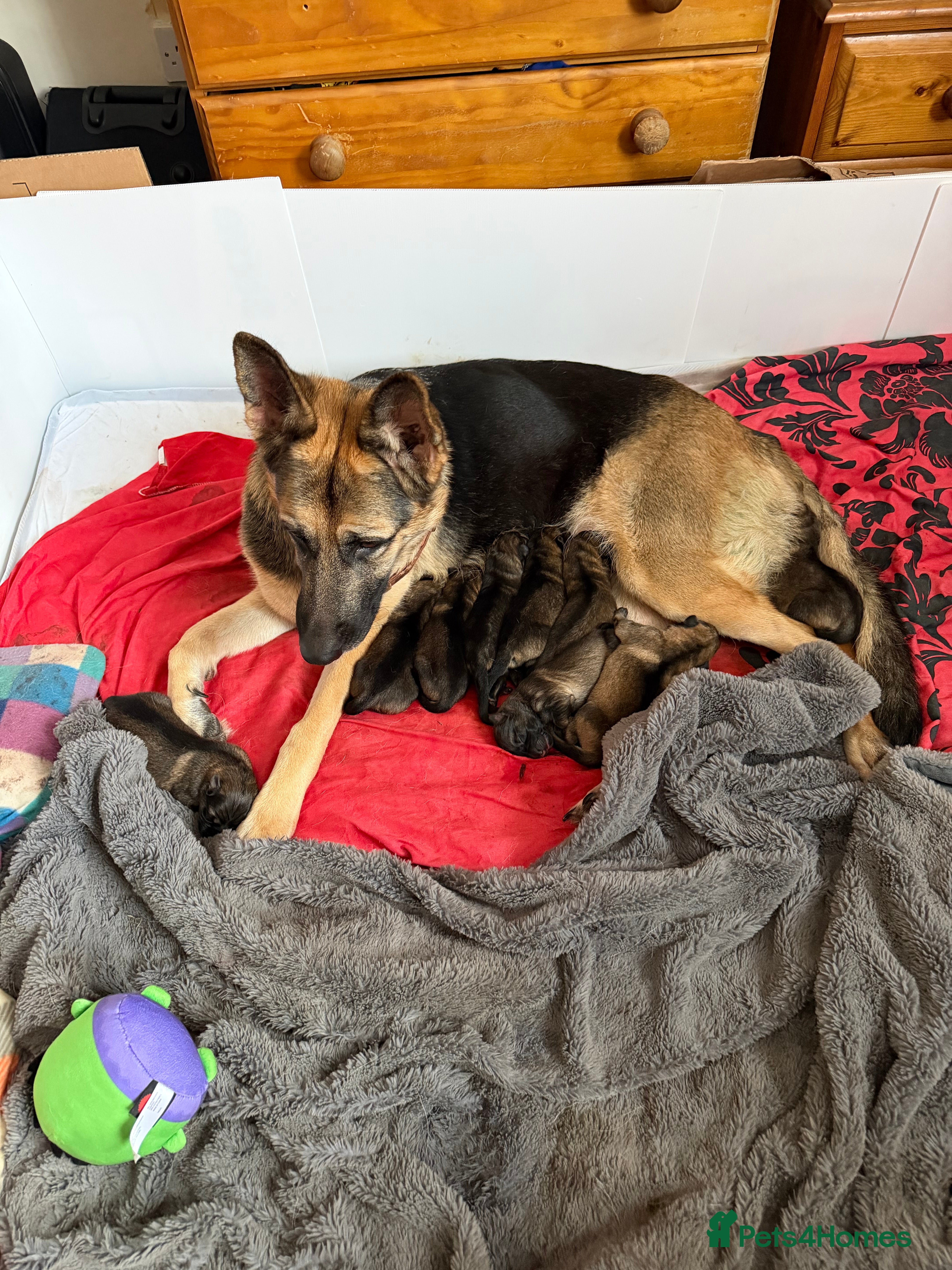 German Shepherd dogs  German Shepherd pups - Advert 4