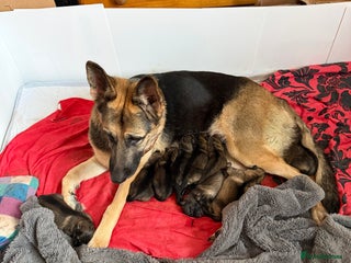 German Shepherd dogs German Shepherd pups - Advert 4