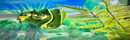 Python Snake reptiles for sale: Male Green Tree Python  - Advert 3