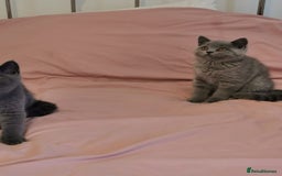 British Shorthair cats for sale: REDUCED LAST 4 REMAINING! TICA BRITISH SHORTHAIRS - Image 26