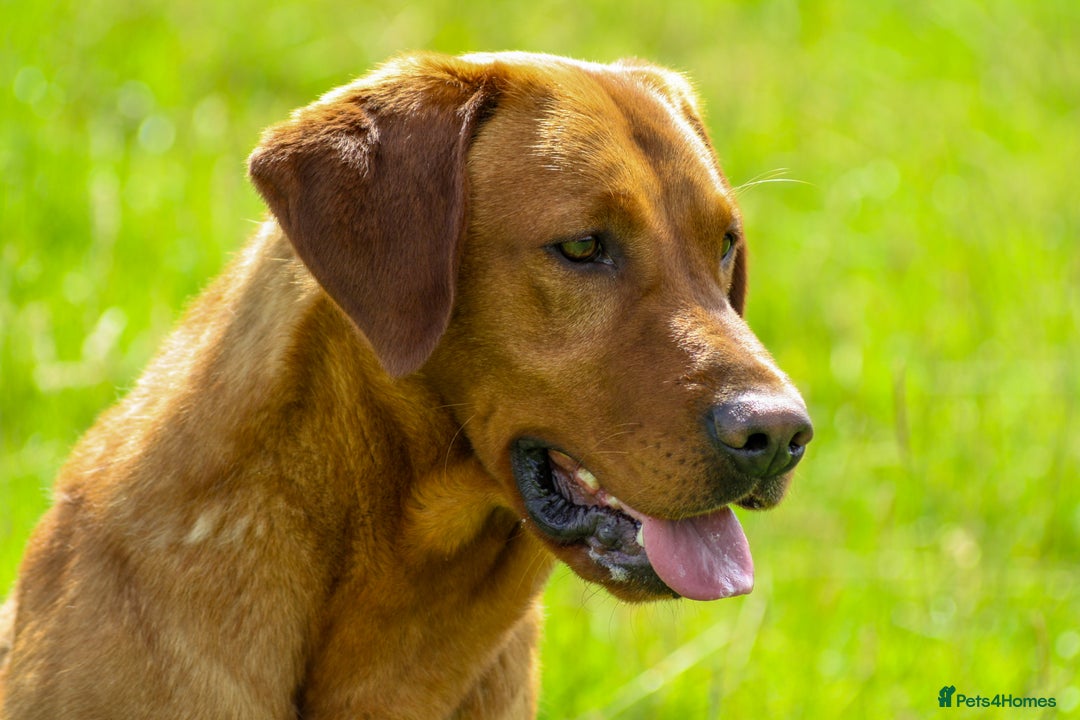 Labrador Retriever dogs for stud: Health tested- Kc registered Fox Red Labrador for  in York - Image 4