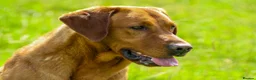Labrador Retriever dogs for stud: Health tested- Kc registered Fox Red Labrador for  in York - Advert 5