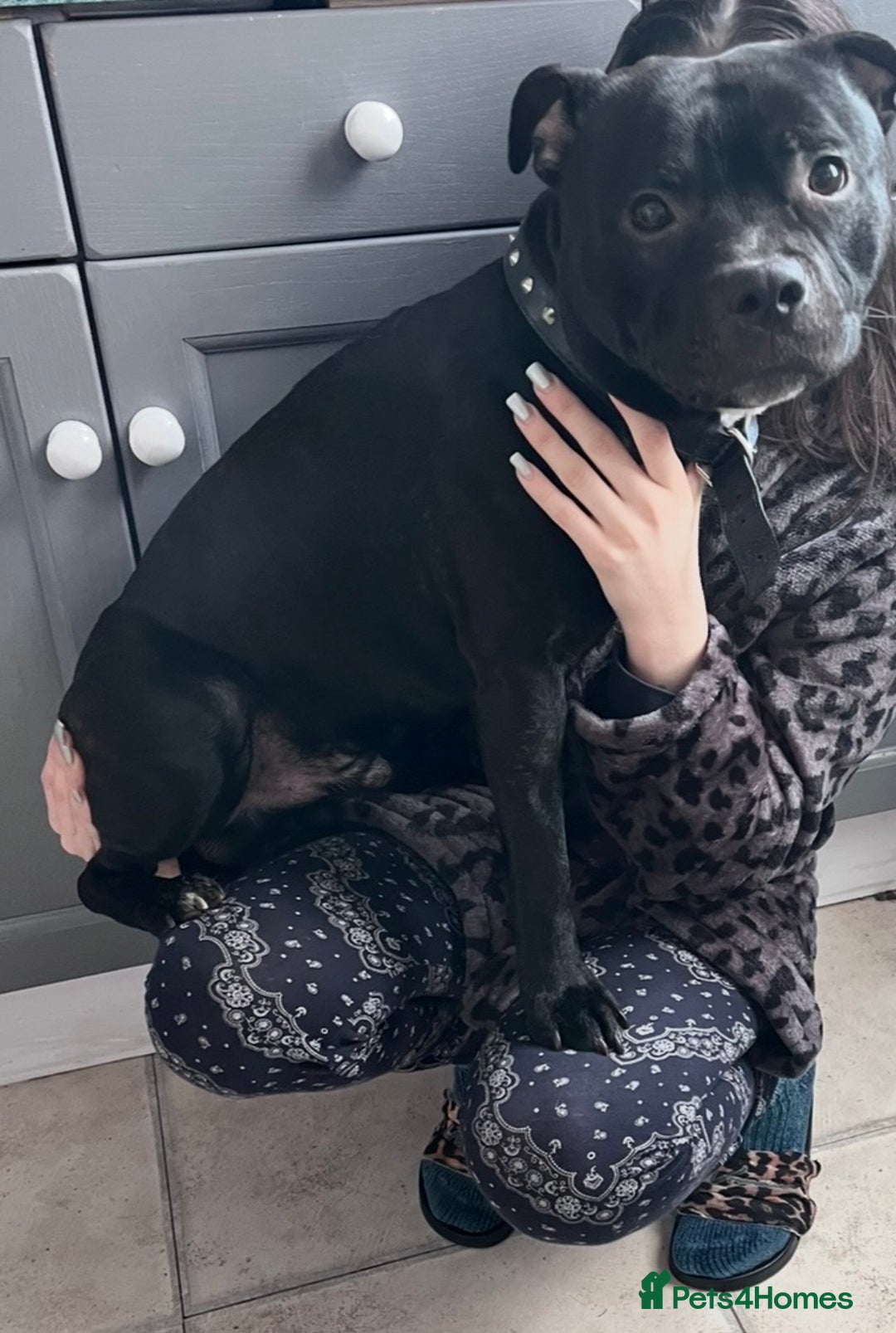 Staffordshire Bull Terrier dogs for stud: Beautiful 3 1/2 year old staff for stud FREE - Advert 2