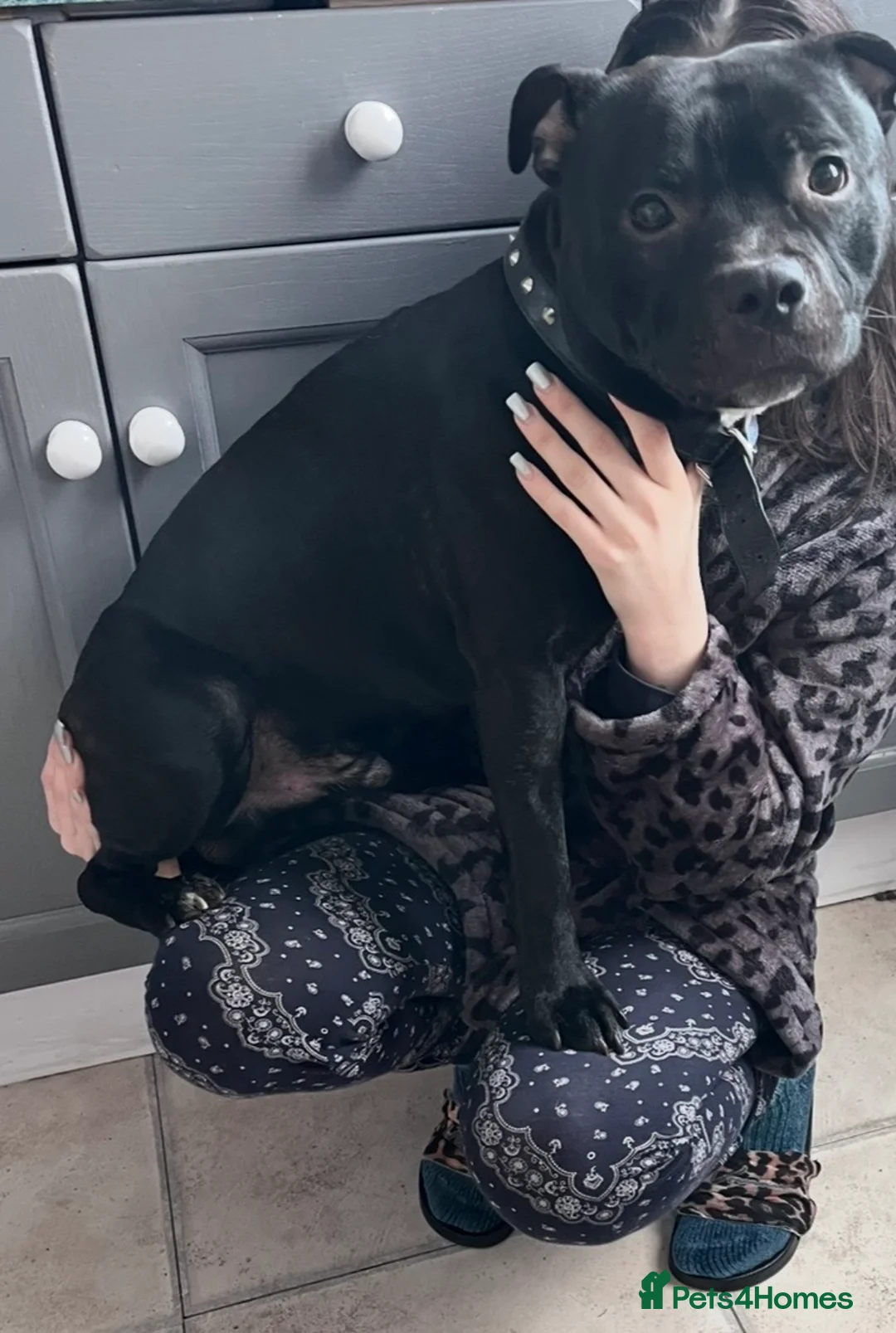 Staffordshire Bull Terrier dogs for stud: Beautiful 3 1/2 year old staff for stud FREE - Advert 2