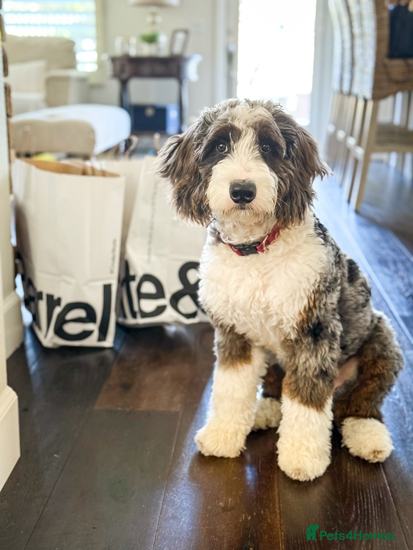 Bernedoodle dogs Cute Bernedoodle Boy For Rehome - Advert 4
