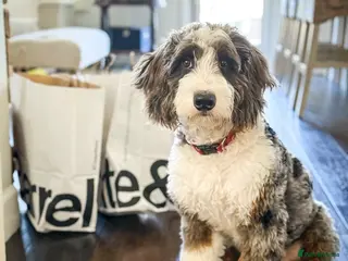 Bernedoodle dogs Cute Bernedoodle Boy For Rehome - Advert 4