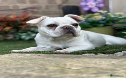 French Bulldog dogs for sale: Frenchie bitch - Image 6
