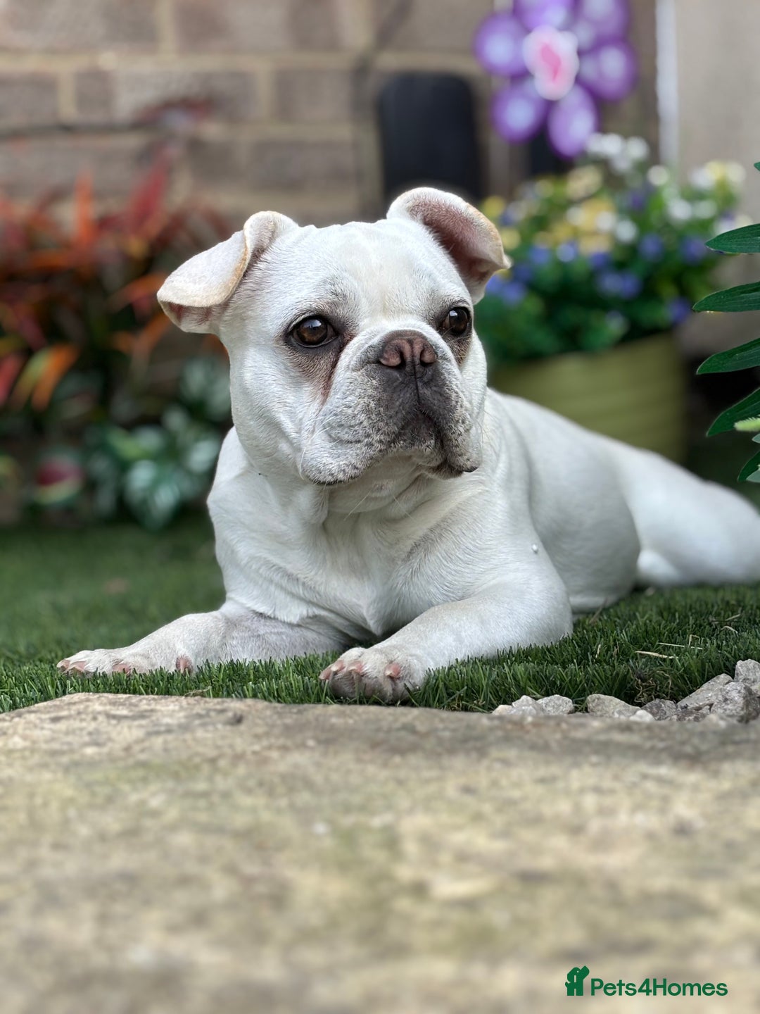 French Bulldog dogs for sale: Frenchie bitch - Image 6