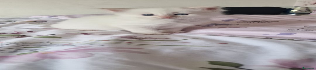 Ragdoll Kitten 2