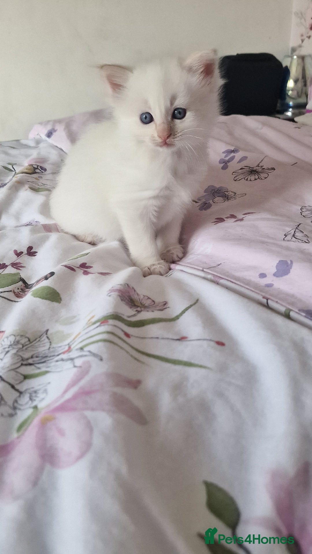 Ragdoll cats for sale: Gorgeous Ragdoll kittens , Ready now. - Image 14