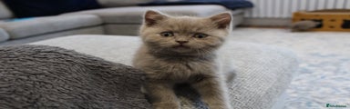British Shorthair Kitten 4
