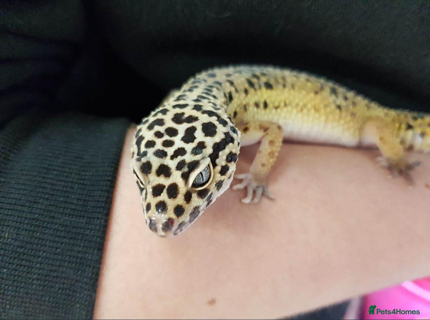 Leopard Gecko reptiles for sale: Leopard gecko and set up - Advert 14