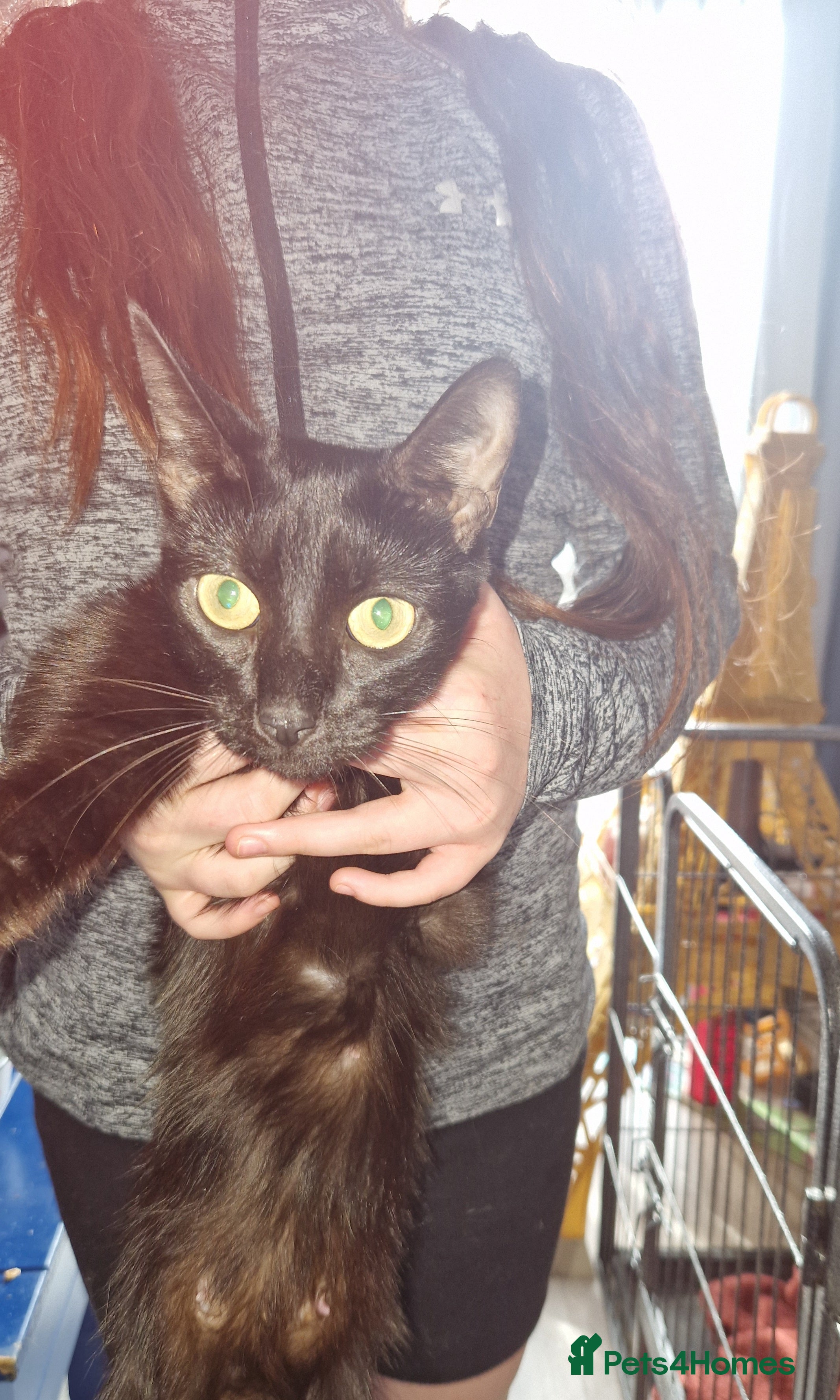 Mixed Breed cats Beautiful kittens ready for forever home - Advert 4