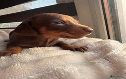 Dachshund dogs for sale: ⭐️KC reg miniature ⭐️stunning litter Dachshunds  - Image 8
