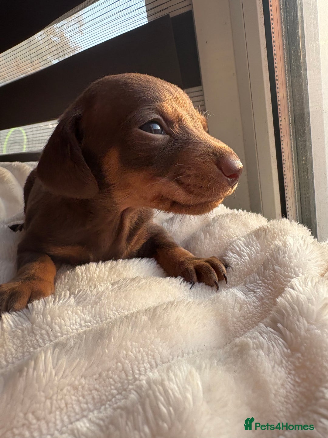 Dachshund dogs for sale: ⭐️KC reg miniature ⭐️stunning litter Dachshunds  - Image 8