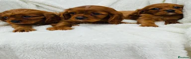 Cavalier King Charles Spaniel 3