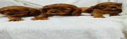 Cavalier King Charles Spaniel dogs for sale: Cavalier King Charles  in Deal - Advert 10