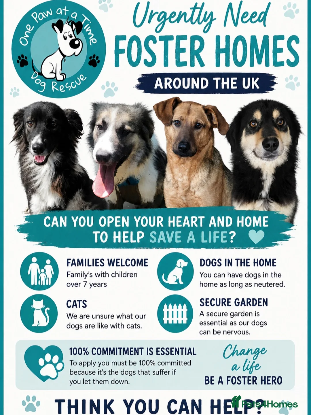 Mixed Breed dogs for adoption: Charlie seeks forever home  - Advert 4
