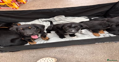 Mixed Breed dogs - Advert 5