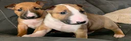 English Bull Terrier dogs for sale: KC English Bull Terrier Pups - Advert 6
